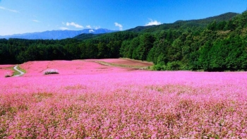 Review du lịch Hà Giang: Khám phá vẻ đẹp kỳ bí của hoa tam giác mạch