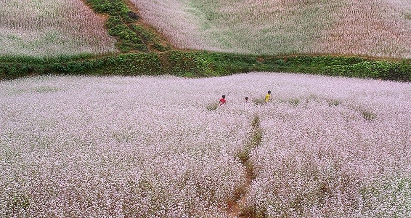 Review du lịch Hà Giang: Hà Giang mùa hoa tam giác mạch tím hồng một góc trời Review du lịch Hà Giang: Hà Giang mùa hoa tam giác mạch tím hồng một góc trời