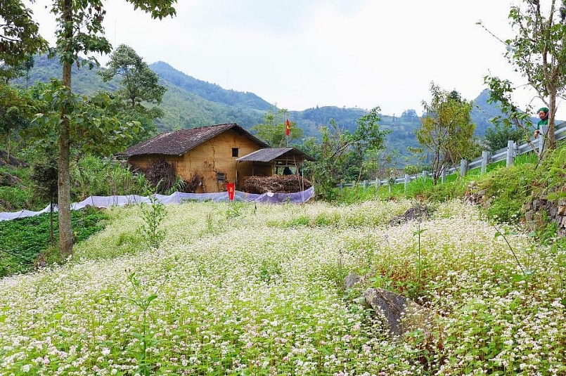 Review du lịch Hà Giang: Hà Giang mùa hoa tam giác mạch tím hồng một góc trời Review du lịch Hà Giang: Hà Giang mùa hoa tam giác mạch tím hồng một góc trời