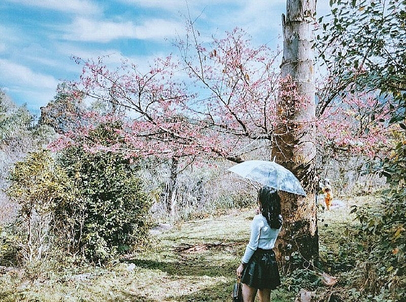 Vườn đào ở đỉnh núi Hàm Rồng vào mùa xuân