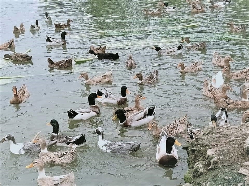 Review du lịch Yên Bái: Top 15 món đặc sản Yên Bái