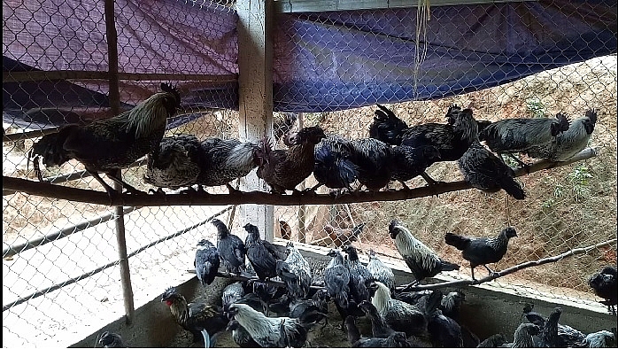 Gà đen, người Mông gọi là Ka Đu, một loại gà đặc sản của người Mông trên cao nguyên Tủa Chùa - Điện Biên