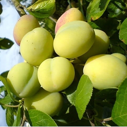 Review Sapa: Top 15 đặc sản Sapa mua về làm quà không thể bỏ qua