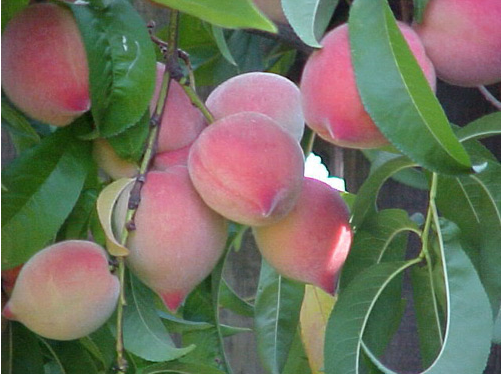 Review Sapa: Top 15 đặc sản Sapa mua về làm quà không thể bỏ qua