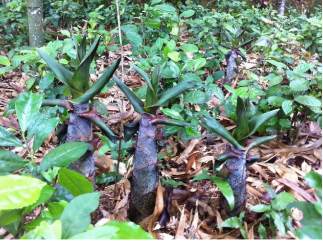 Review Sapa: Top 15 đặc sản Sapa mua về làm quà không thể bỏ qua