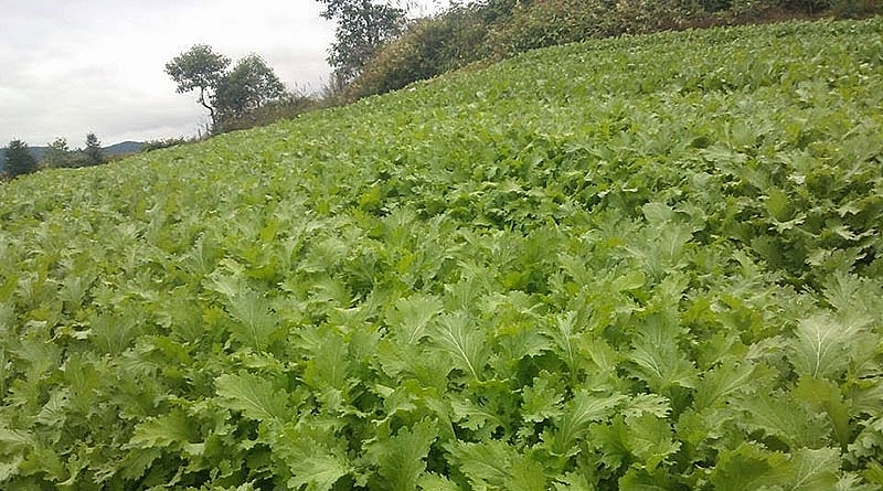 Review Sapa: Top 15 đặc sản Sapa mua về làm quà không thể bỏ qua