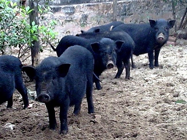 Review Sapa: Top 15 đặc sản Sapa mua về làm quà không thể bỏ qua