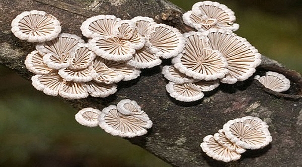 Review Sapa: Top 15 đặc sản Sapa mua về làm quà không thể bỏ qua