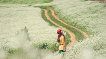 Cao nguyên Mộc Châu bốn mùa hoa nở
