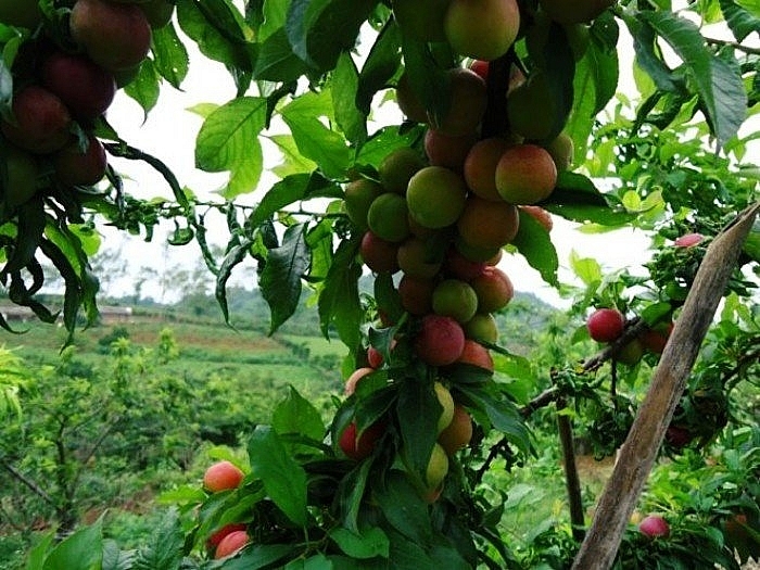 Cao nguyên Mộc Châu miền đất bốn mùa hoa nở Cao nguyên Mộc Châu miền đất bốn mùa hoa nở