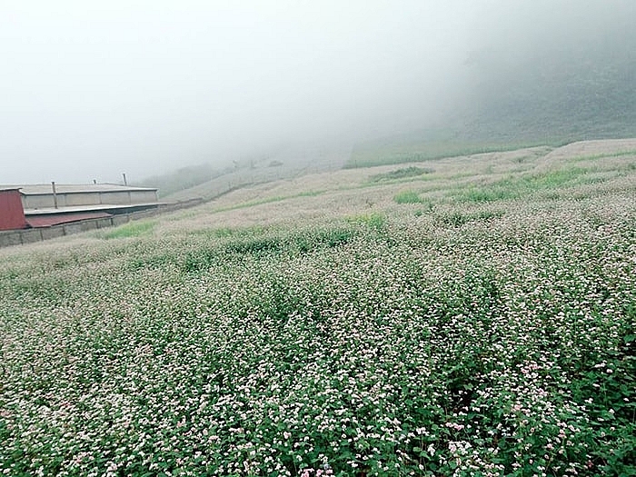 Cao nguyên Mộc Châu miền đất bốn mùa hoa nở Cao nguyên Mộc Châu miền đất bốn mùa hoa nở