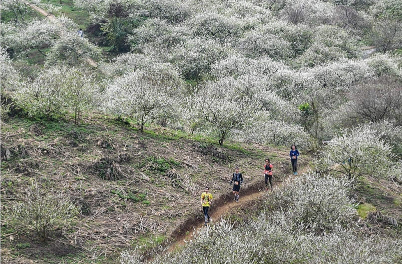 NÊN ĐI MAI CHÂU VÀO THÁNG MẤY ĐẸP VÀ LÝ TƯỞNG NHẤT? NÊN ĐI MAI CHÂU VÀO THÁNG MẤY ĐẸP VÀ LÝ TƯỞNG NHẤT?