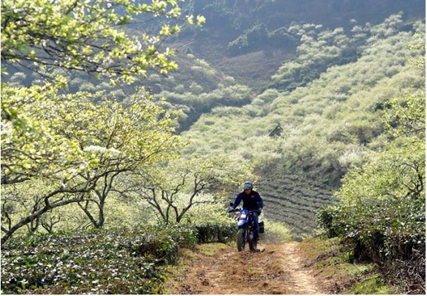 Từ Hà Nội đi Mộc Châu nên di chuyển bằng phương tiện gì? Từ Hà Nội đi Mộc Châu nên di chuyển bằng phương tiện gì?
