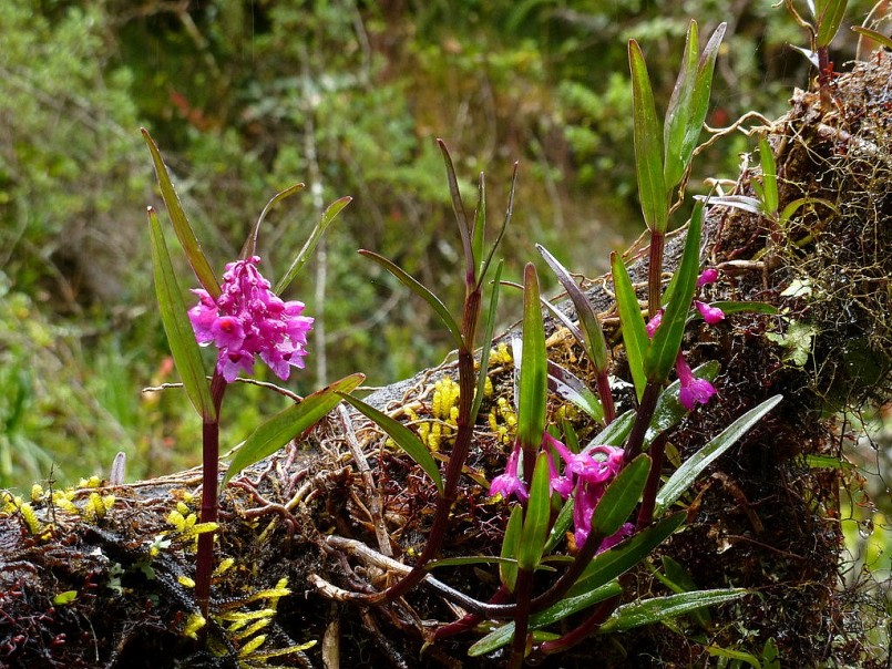 Những loại hoa Lan đẹp nhất tại Pu Si Lung 1