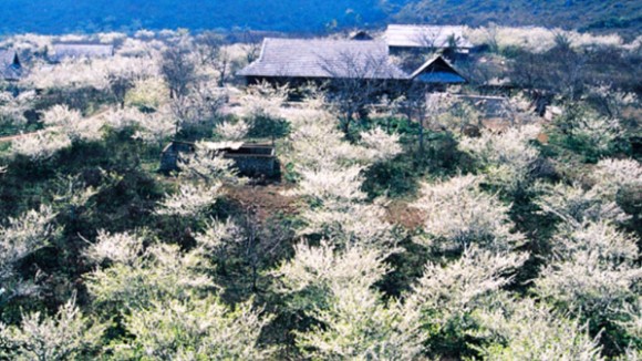 Thung lũng mận Nà Ka - Xứ hoa mận đẹp nhất Mộc Châu