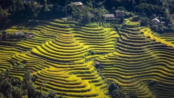 Hoàng Su Phì - Niềm tự hào của người dân Hà Giang