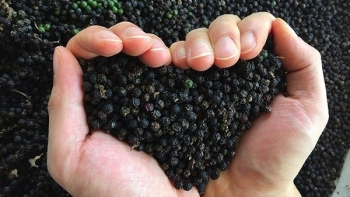 Giá hồ tiêu hôm nay 20/9: Giữ ổn định