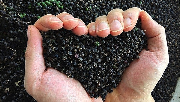 Giá hồ tiêu hôm nay 20/9: Giữ ổn định