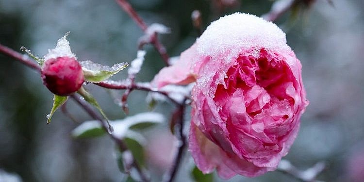 Những bông hoa ướp mình trong băng tuyết