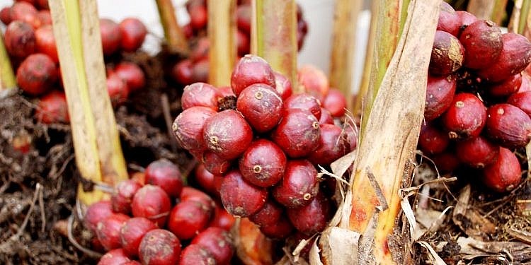 Rừng thảo quả tại Khang Su Văn 