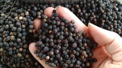 Giá hồ tiêu hôm nay 23/9: Tiếp đà tăng