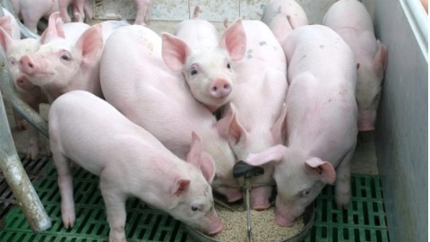 Cập nhật giá lợn hơi hôm nay 27/9/2021: Giảm 1.000 đồng/kg tại miền Nam