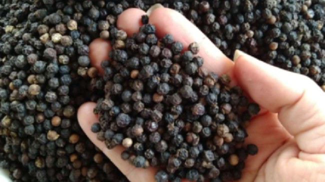 Cập nhật giá hồ tiêu hôm nay 29/9/2021: Giữ nguyên