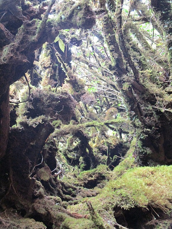 Review du lịch Lai Châu: Trekking Tả Liên Sơn – khám phá khu rừng cổ tích Review du lịch Lai Châu: Trekking Tả Liên Sơn – khám phá khu rừng cổ tích