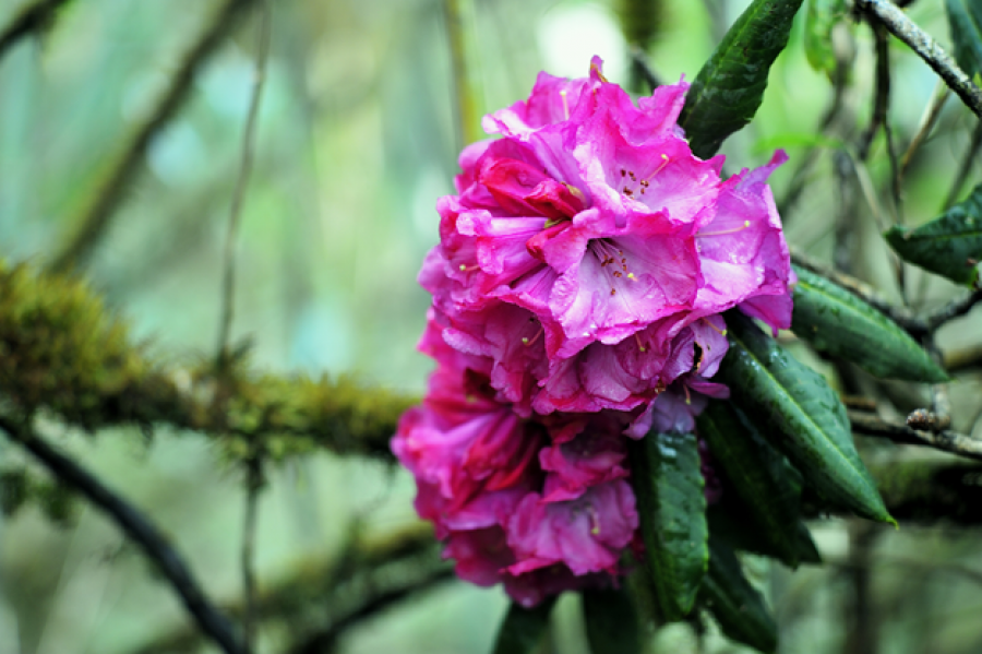 Review du lịch Lai Châu: Trekking Tả Liên Sơn – khám phá khu rừng cổ tích Review du lịch Lai Châu: Trekking Tả Liên Sơn – khám phá khu rừng cổ tích