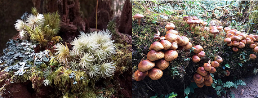 Trekking Tả Liên Sơn – khám phá khu rừng cổ tích Trekking Tả Liên Sơn – khám phá khu rừng cổ tích