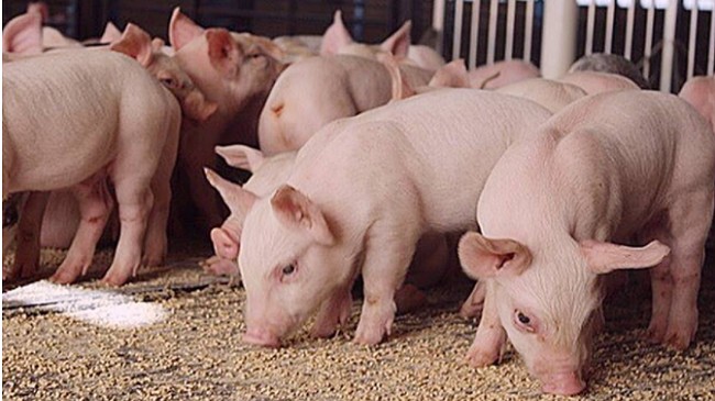 Cập nhật giá lợn hơi hôm nay 30/9/2021: Tiếp tục giảm tại ba miền