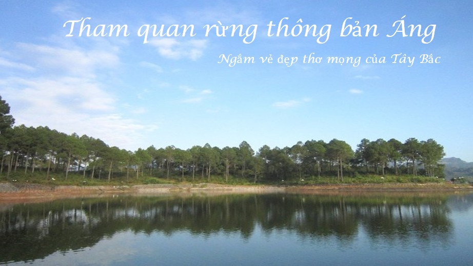 Ngắm vẻ thơ mộng của rừng thông Bản Áng