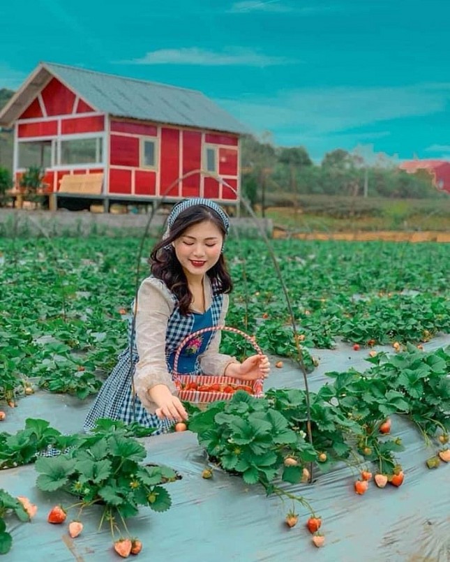 Ảnh: chimifarmmocchau Ảnh: chimifarmmocchau