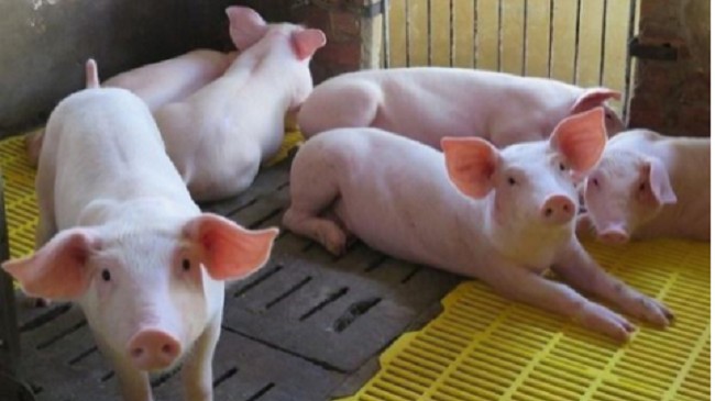 Cập nhật giá lợn hơi hôm nay 01/10/2021: Tiếp tục giảm tại miền Nam