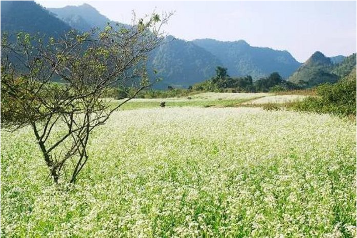 Thung Cuông mùa hoa cải trắng