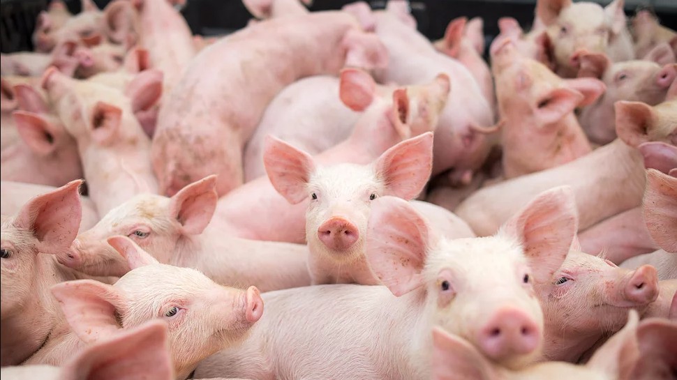 Cập nhật giá lợn hơi hôm nay 03/10/2021: Giảm mạnh