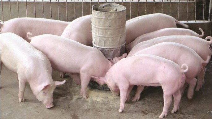 Cập nhật giá lợn hơi hôm nay 04/10/2021: Tiếp tục giảm