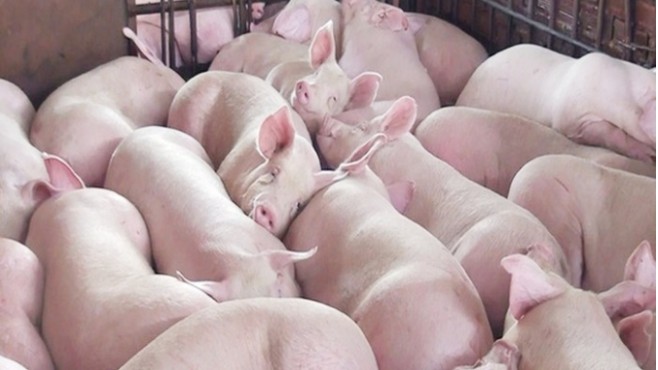 Cập nhật giá lợn hơi hôm nay 05/10/2021: Giảm mạnh tại nhiều tỉnh thành