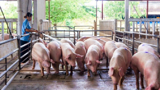 Cập nhật giá lợn hơi hôm nay 9/10/2021: Giảm 1.000 đồng/kg ở miền Nam