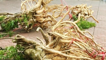 Cao đinh lăng và củ đan sâm nằm trong Danh mục dược liệu