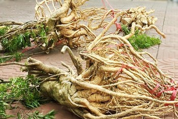 Cao đinh lăng và củ đan sâm nằm trong Danh mục dược liệu