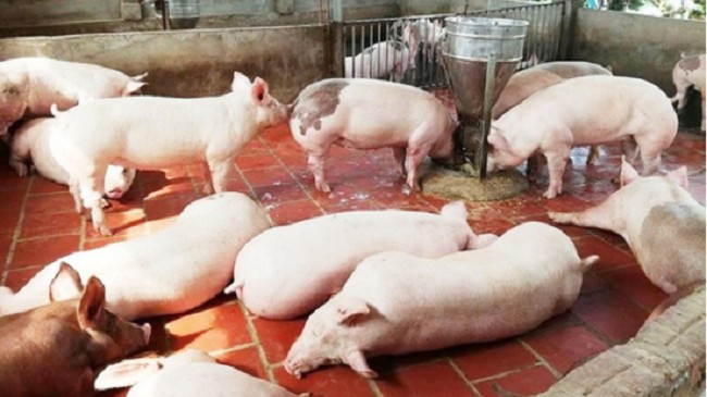 Cập nhật giá lợn hơi hôm nay 10/10/2021: Giảm sâu