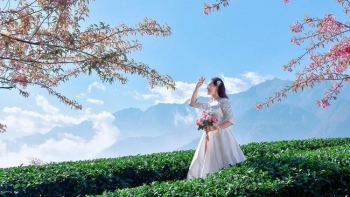 Chiêm ngưỡng vẻ đẹp hút hồn của đồi chè Ô Long Sapa