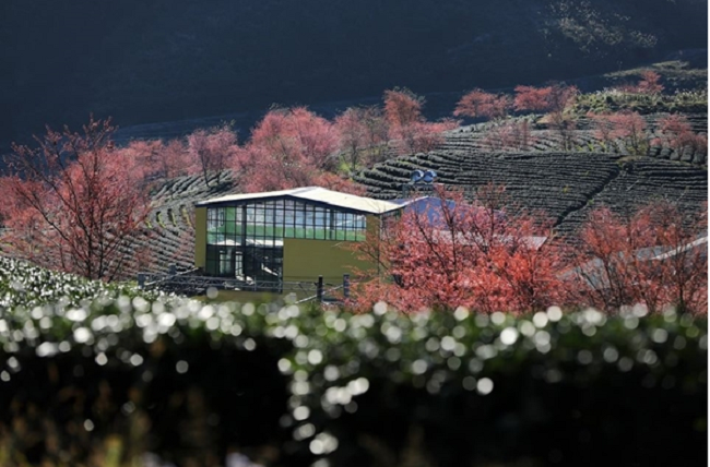 Nhà máy sản xuất chè thấp thoáng giữa đồi chè mênh mông