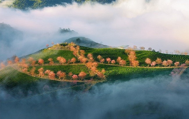 Điểm săn mây lý tưởng trên đồi chè Ô Long Sapa