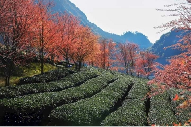 Hoa anh đào nhuộm hồng cả đồi chè