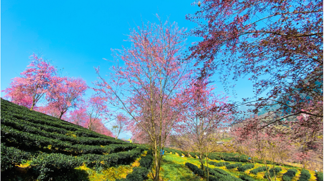 Khung cảnh đẹp như tranh vẽ tại đồi chè Ô Long