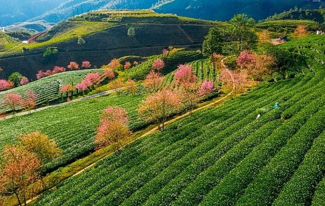 Đồi chè Ô Long xanh bạt ngàn