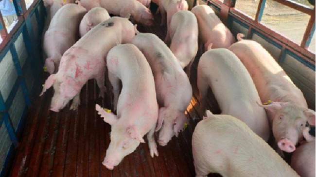 Cập nhật giá lợn hơi hôm nay 11/10/2021: Giảm nhẹ ở một số tỉnh thành