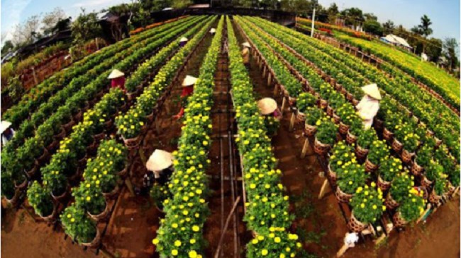 Các hộ trồng hoa tại Đồng Tháp được hỗ trợ thế nào?